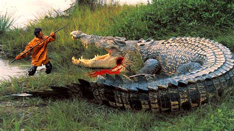 maior crocodilo do mundo